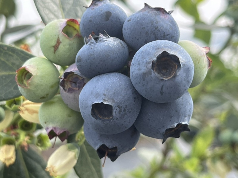 云南露天优瑞卡蓝莓500亩大量上市,口感爆棚,脆香甜