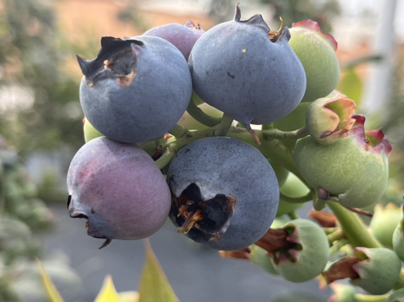 云南露天优瑞卡蓝莓500亩大量上市,口感爆棚,脆香甜