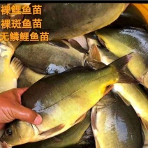 裸鲤鱼苗三道鳞德国镜鲤鱼苗淡水养殖无甲鲤鱼苗食用裸斑鱼苗