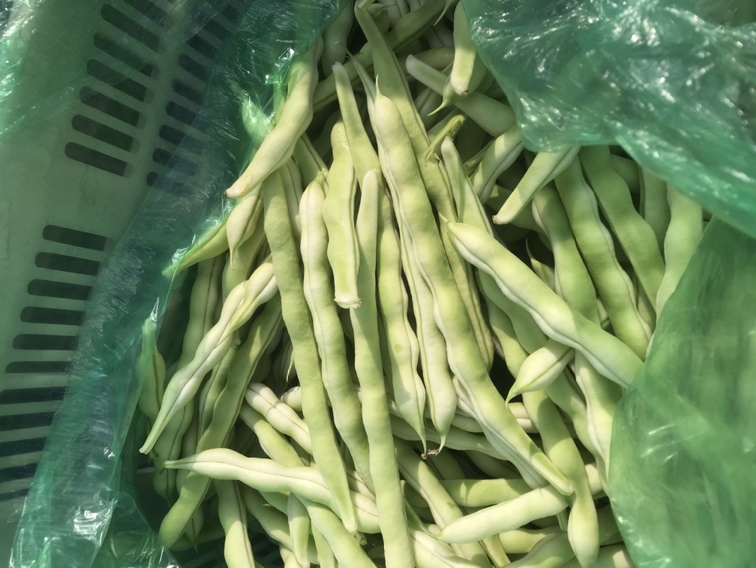 扁青芸豆烹饪过程图：中式炒锅中正在翻炒的扁青芸豆，豆荚受热后呈现半透明翠绿色，边缘微卷，锅中可见金黄蒜末与零星红椒丝，无焦黑或萎蔫现象，体现精准火候控制