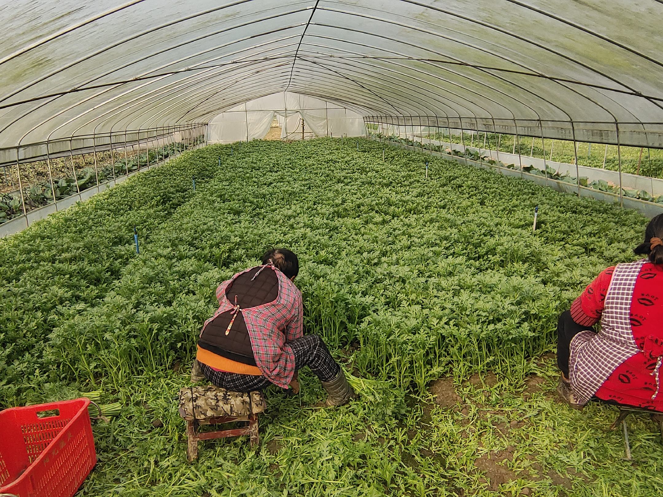 农民正在田间采摘小叶茼蒿,新鲜的茼蒿整齐堆放,准备装车运输 小叶茼蒿的采收现场
