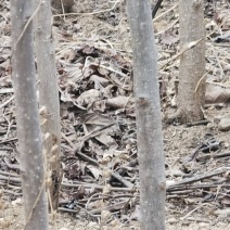 【杜仲树】河北保定，树苗种植基地，一手货源，保质保量