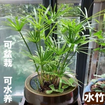 水竹风车草【池中假山或园中河边，水旱都可栽，抗性特强】