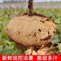 广东徐闻豆薯，一手货源，又脆又甜，现挖现发，欢迎采购
