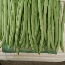 小金豆