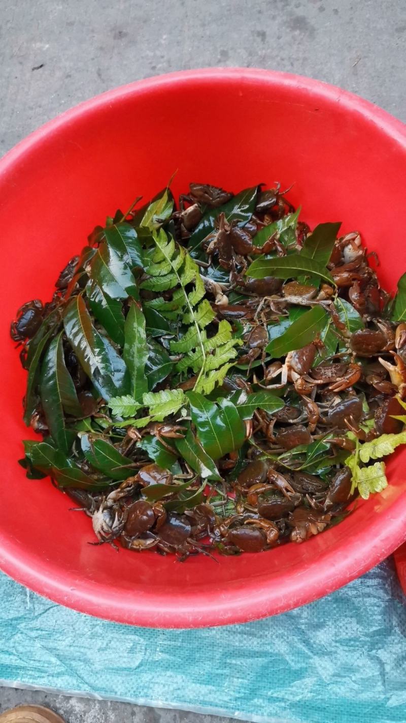 [河蟹批发]广东云浮新兴县河蟹 80.00元/斤山螃蟹 _ 一亩田