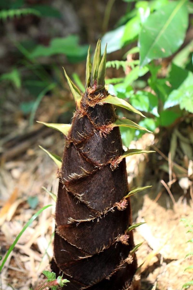 蓝竹笋上市,要的老板可以联系了,全是新鲜货