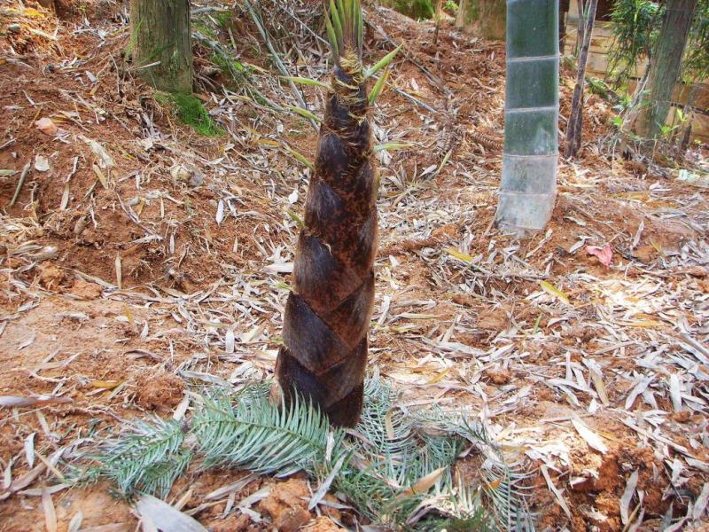 蓝竹笋上市,要的老板可以联系了,全是新鲜货