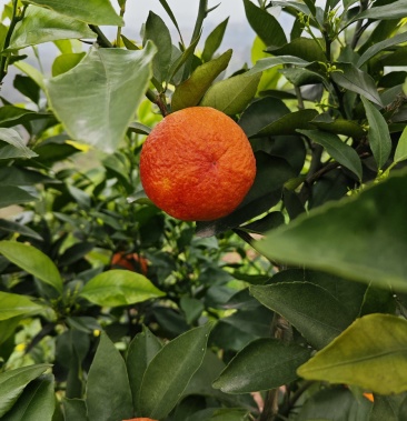 [柑桔批发]重庆红韵香柑价格2.00元/斤 - 一亩田