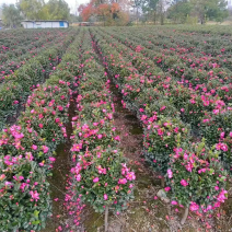 高脚茶梅，立寒，高大约90左右，量大从优