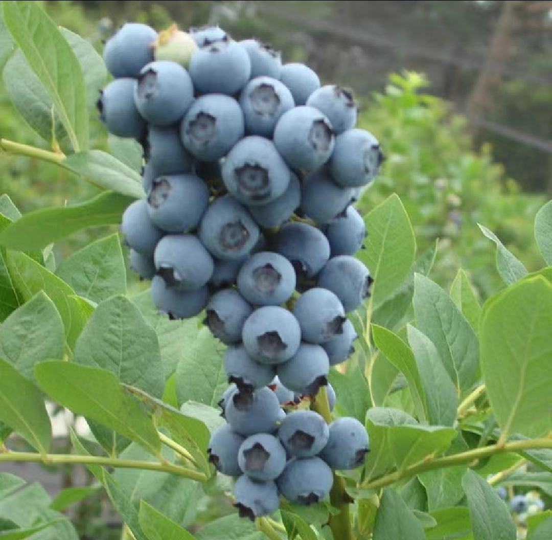 蓝莓制作成果汁的视觉呈现