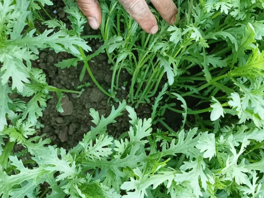 展示野茼蒿植株的自然生长状态,包括茎叶形态和整体植株特征 野茼蒿植株形态展示