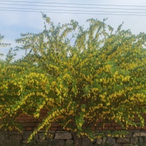 金雀锦鸡