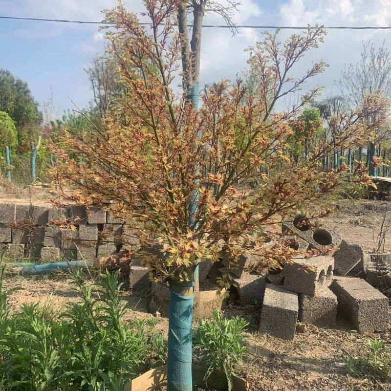 日笠山红枫枫树基地发货现挖现发售后保障