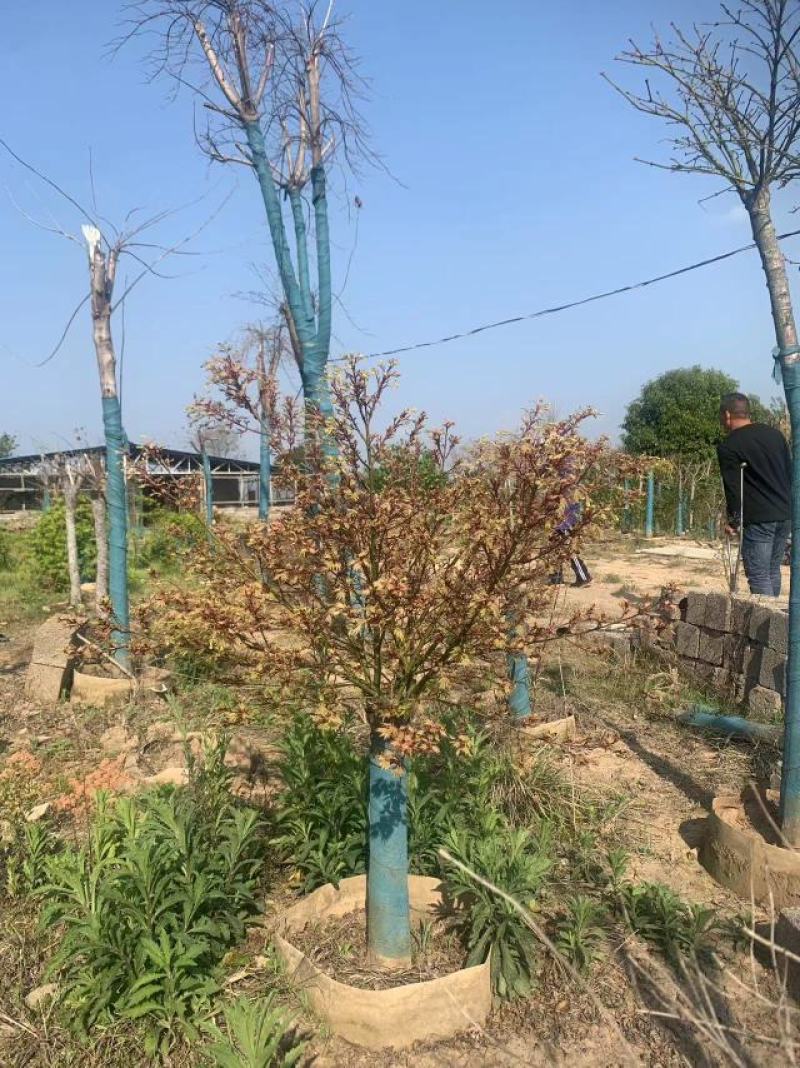 日笠山红枫枫树基地发货现挖现发售后保障