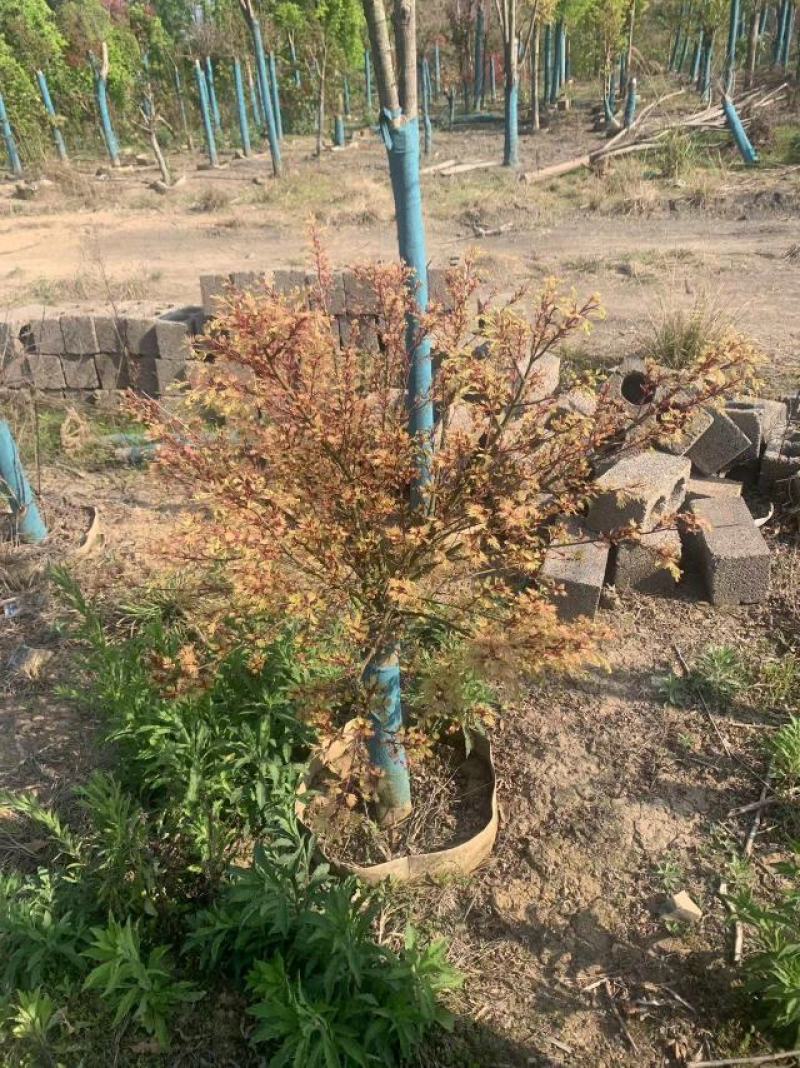 日笠山红枫枫树基地发货现挖现发售后保障