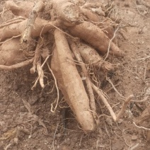 观赏重瓣大丽花种球，花，甘肃省定西市临洮县尕袁大丽花种球