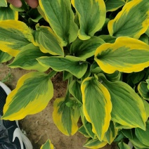 玉簪，花叶玉簪，金边玉簪，苗圃直销，保质保量，