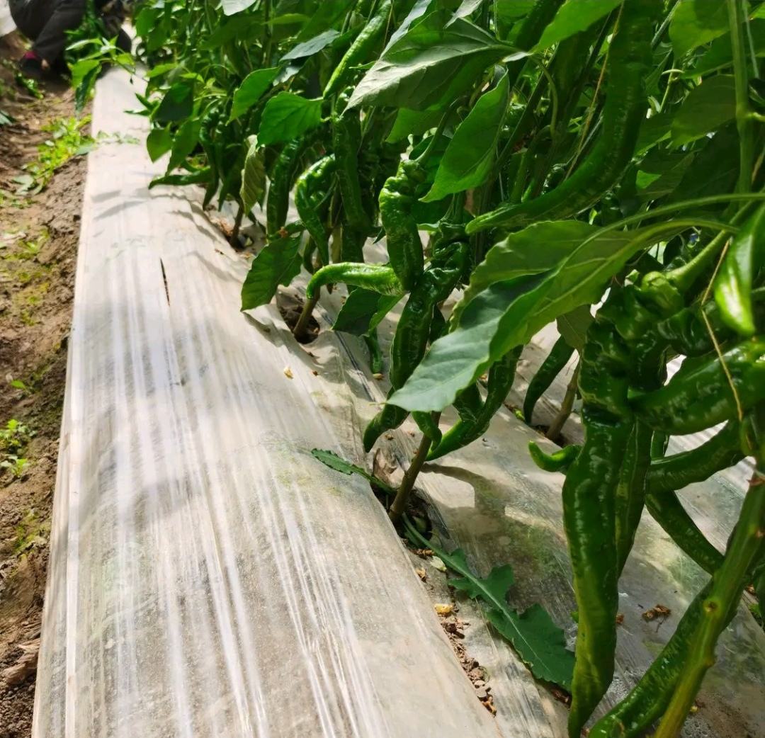 田间生长状态下的螺丝椒与拢椒植株对比:左侧为螺丝椒,植株高大,分枝较多,叶片深绿;右侧为拢椒,株型紧凑,节间较短,果实密集簇生于顶端,呈现‘拢束’特征。两组植株均处于初花期,可清晰观察到花序着生位置与叶形差异 螺丝椒与拢椒植株对比图