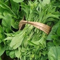 湖北白菜苔，质量放心，可视频订货，有需要的老板订购