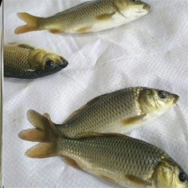 广西鲤鱼苗金背鲤鱼苗鱼塘供应品种优良抵抗力强