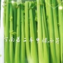 河南周口精品西芹，产地直发，量大价优，欢迎各地朋友