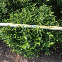 大盆230清香木AA货