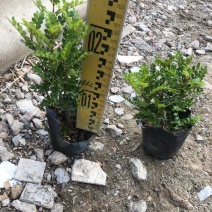 7斤袋清香木