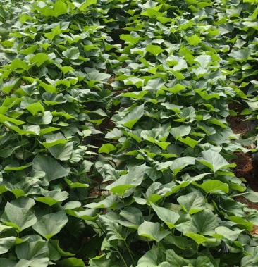 [批发]玛莎莉试管苗,日本高端红薯红薯苗 香甜软糯价格0.