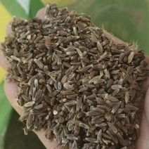 朱砂点苍术种子