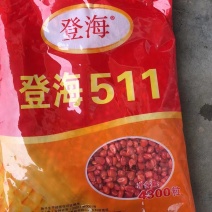 登海511.登海种业供种）：强抗倒、抗病、结实性好、适应