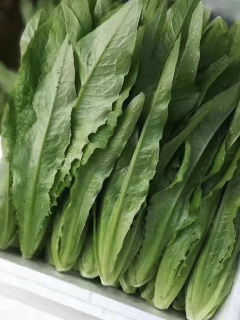 精品油麦菜大量有货一手货源保质保量,全年供货!