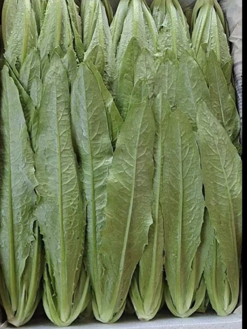 精品油麦菜大量有货一手货源保质保量,全年供货!