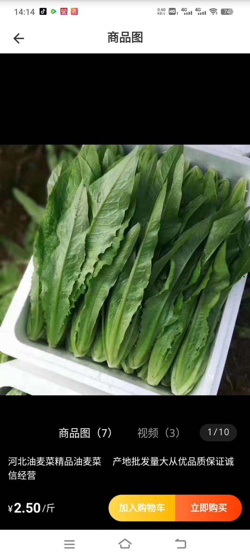 精品油麦菜大量有货一手货源保质保量,全年供货!