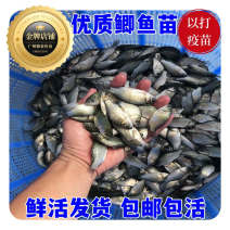 优质大种鲫鱼苗中科五号湘云鲫鱼工程鲫鱼黄金鲫鱼