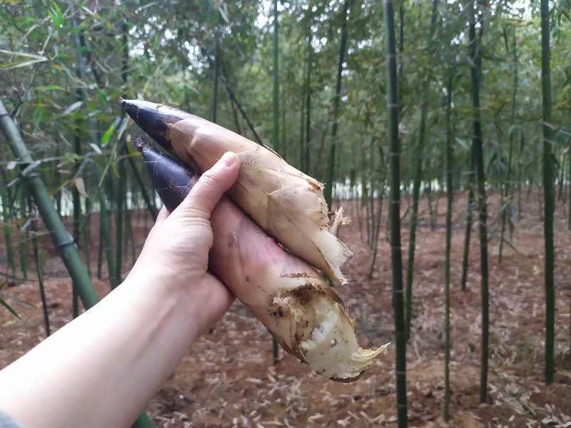 新鲜采摘的雷竹笋整齐摆放在竹筐中,背景为清晨的竹林 鲜雷笋在竹林中刚采摘的场景