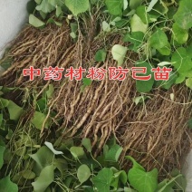 [牛]粉防已苗改良品种防病虫害耐高温干旱适应能力强大小苗都有易管理