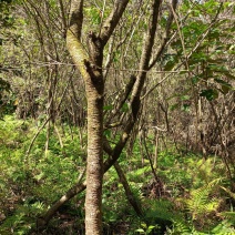 福建山樱花，美人树，红皮榕，火力楠