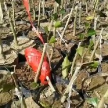 正中广东茂名电白观珠镇沉香奇楠黄叶子。需要的联系沉香奇楠
