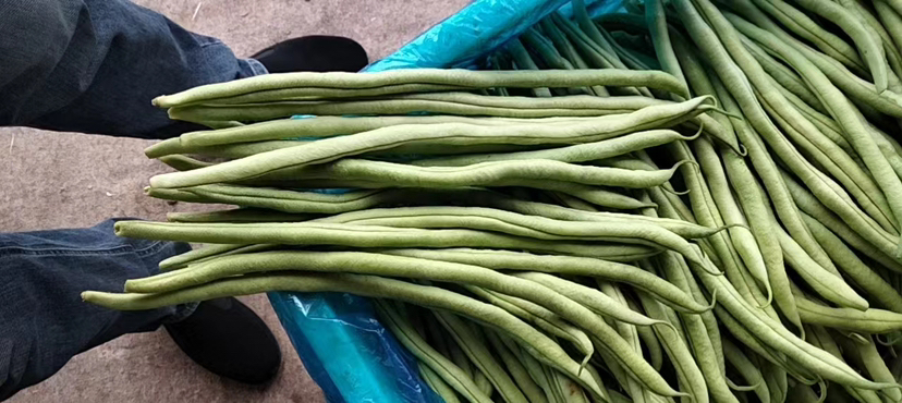 青芸豆嫩荚图