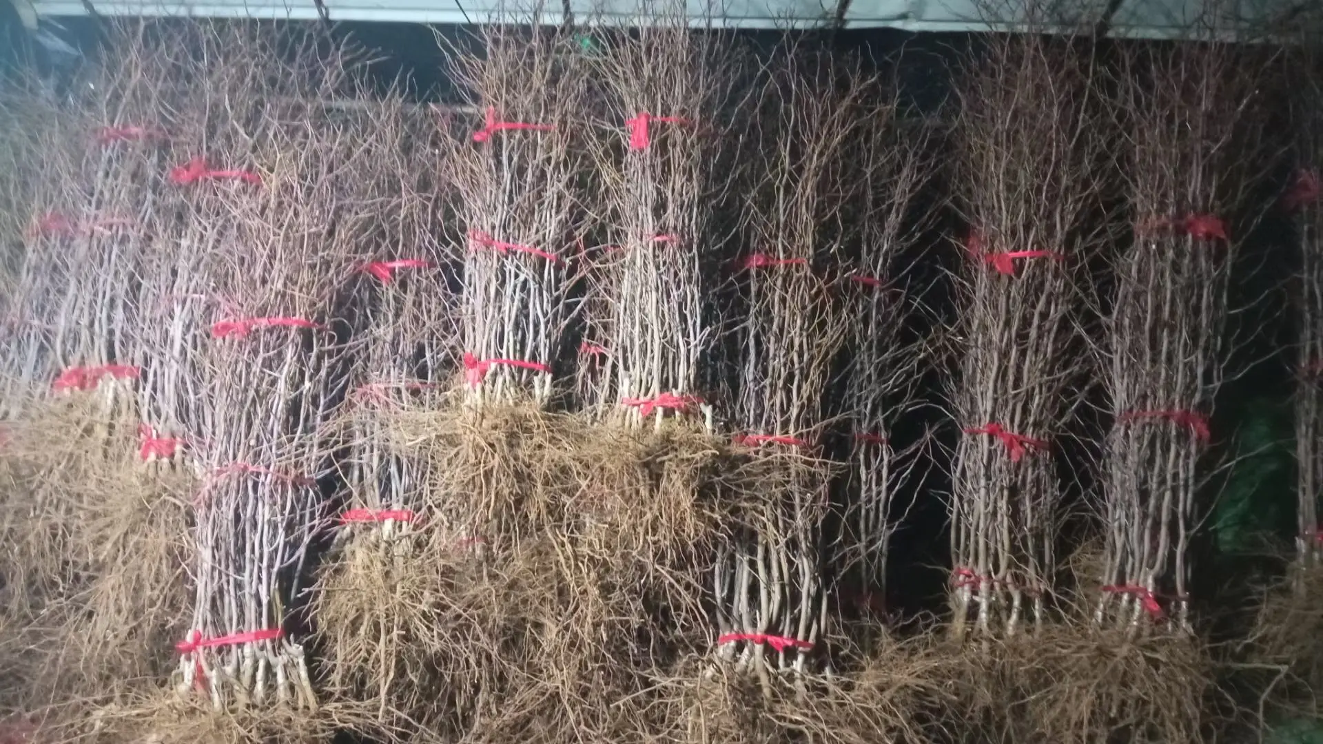 一株健康的冬枣嫁接小苗,展示其直立茎干、饱满顶芽和发达根系。根部可见明显须根网络,茎干上有清晰的嫁接口疤痕,位于距地面约10厘米处,表明为标准化嫁接育苗 冬枣小苗特写