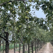 老梨树🍐