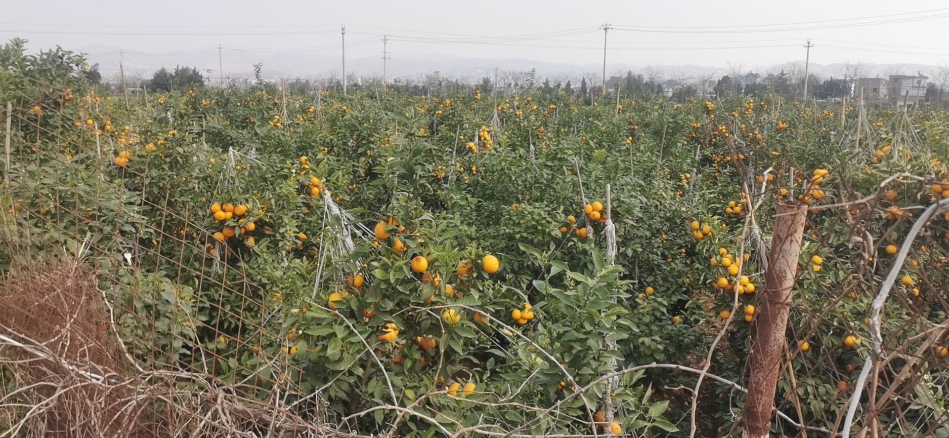 丰收季节的蜜橘果园全景