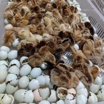 绿壳蛋鸡苗黄麻羽高产蛋鸡苗出壳苗直供优选全国发货包路拱
