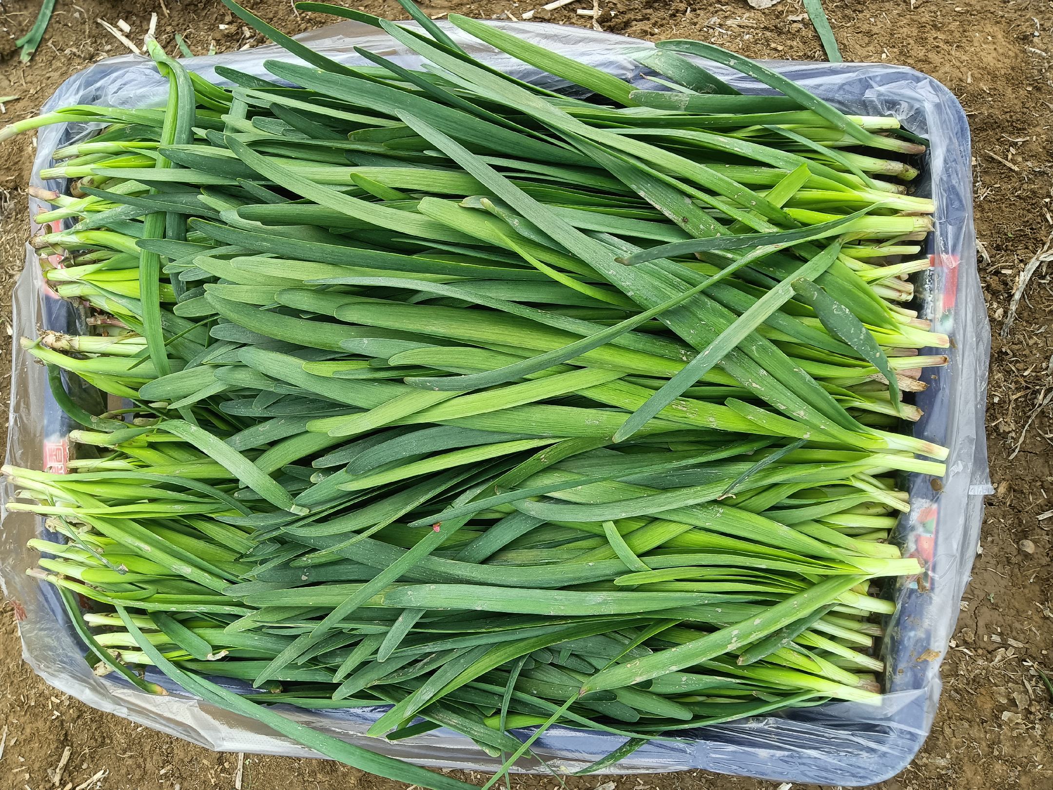 新鲜采摘的红菜苔,叶片翠绿,茎部呈紫色 红菜苔特写