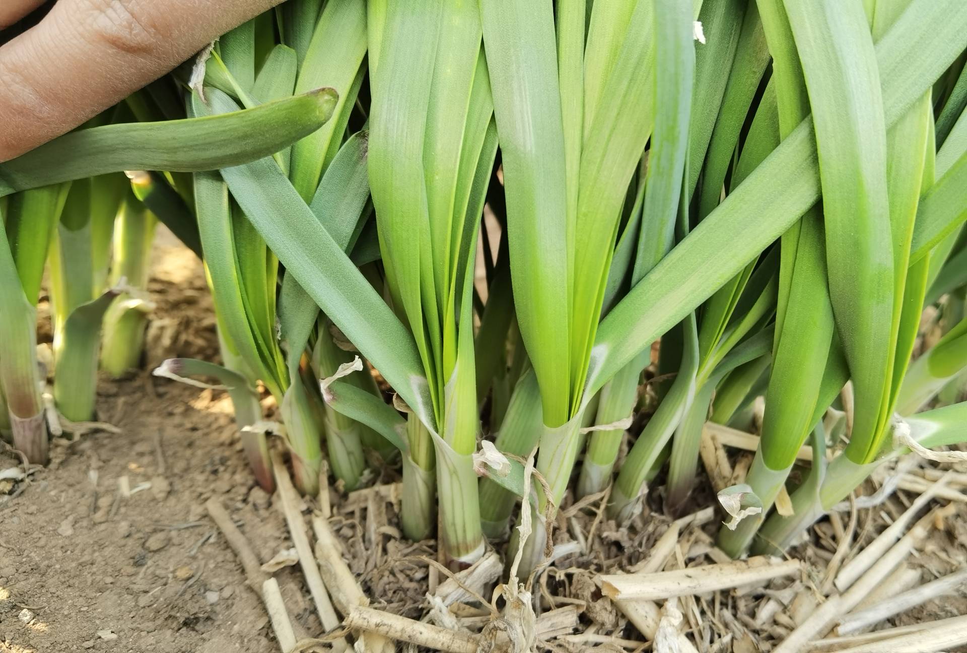 韭菜品种对比图