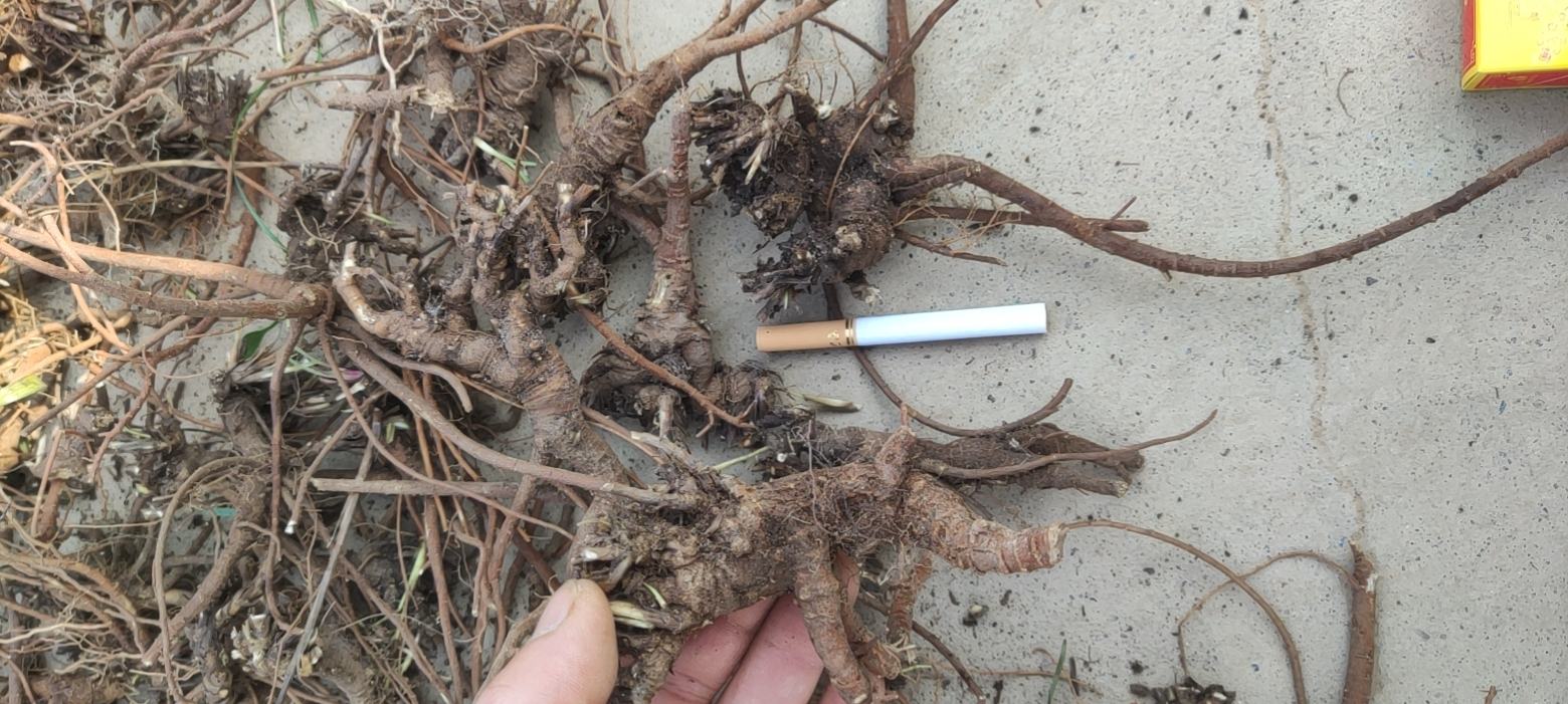 北柴胡药材特写图