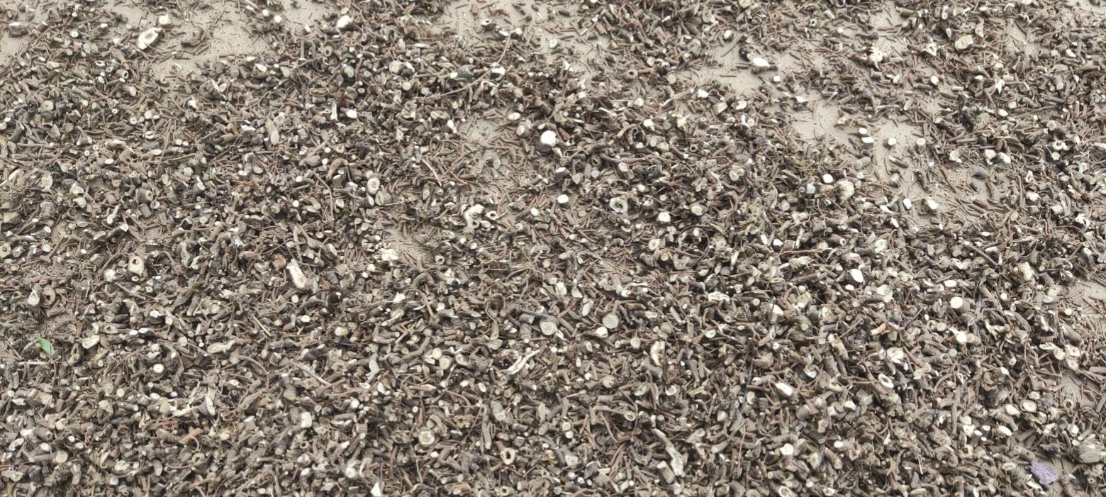 炒北柴胡食材图