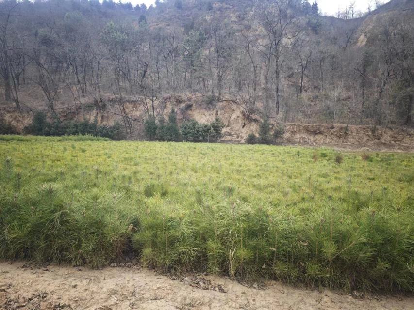 油松人工林四季管理时间轴示意图