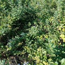 【单叶蔓荆子苗】原厂地供货耐运输包成活有营养杯带土球货量大